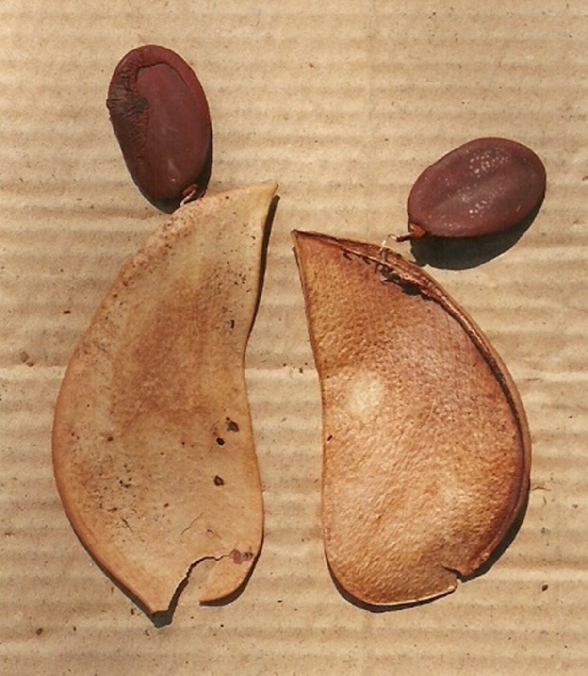 A tear drop shaped seed pod split in half, at the pointed end of each half a brown  oval seed is attached via the funicle.